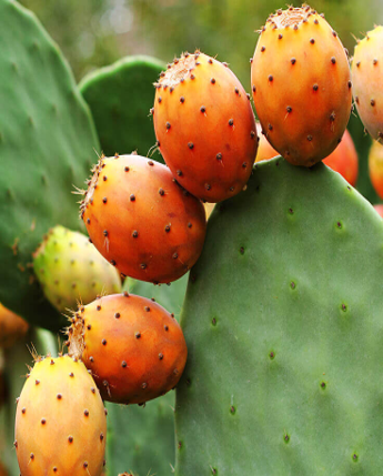 figues accroche au cactus
